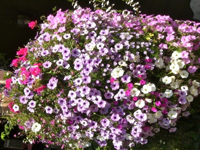 Amazing Mix Soil Flower Growth