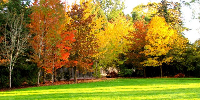 Fall Day with Green Grass in Portland, Oregon
