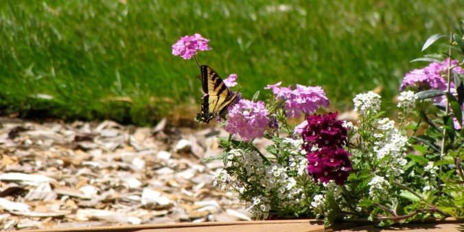 Butterfly pollinating a flower on Wood Chips in Portland, Oregon